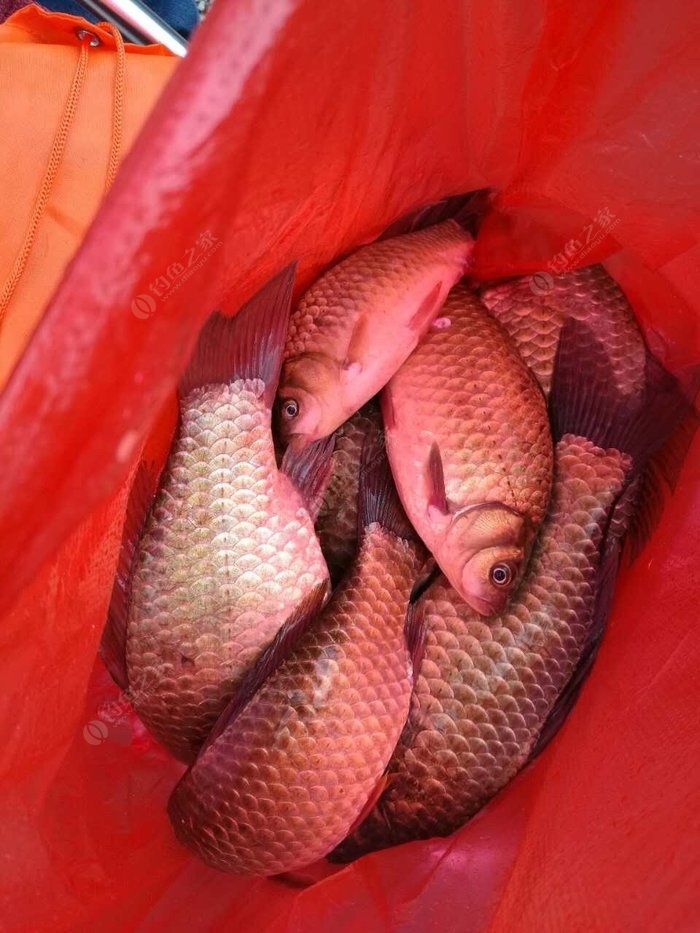 釣鯽魚技巧和方法_釣鯽魚技巧方法大全_釣鯽魚新方法