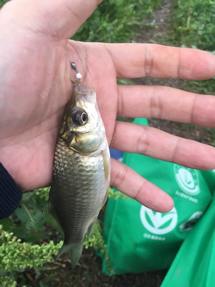 釣鯽魚技巧和方法_釣鯽魚技巧方法大全_釣鯽魚新方法