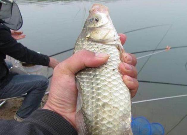 釣鯉魚的口訣有哪些_釣鯉魚口訣有什么_釣鯉魚口訣有哪些