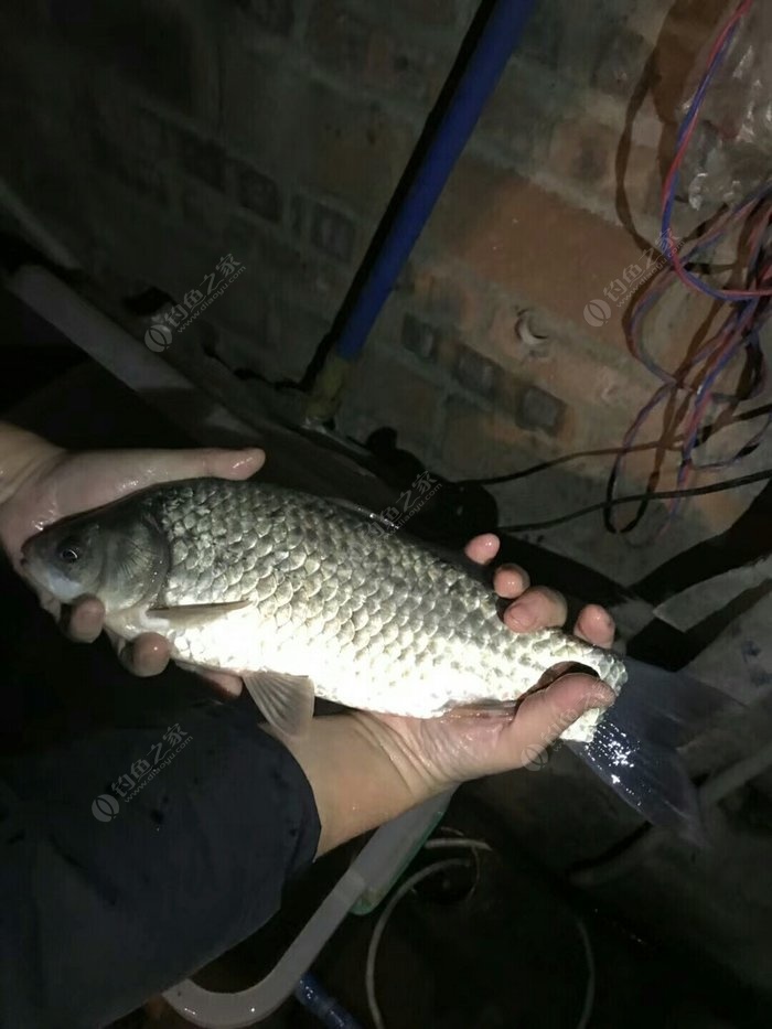 釣鯽魚技巧方法視頻_釣鯽魚技巧和方法_釣鯽魚新方法