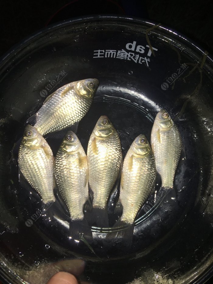 釣鯽魚新方法_釣鯽魚技巧和方法_釣鯽魚技巧方法視頻