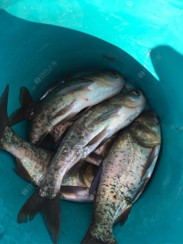 釣開口青魚黑坑好釣嗎_黑坑青魚不開口怎么釣_黑坑釣青魚不開口有什么辦法