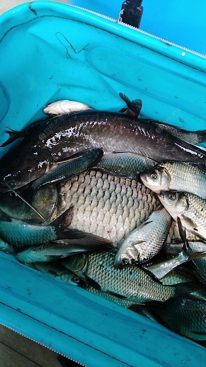 釣開口青魚黑坑好釣嗎_黑坑青魚不開口怎么釣_黑坑釣青魚不開口有什么辦法