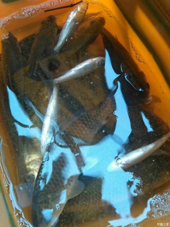 黑坑釣青魚不開口有什么辦法_黑坑青魚不開口怎么釣_釣開口青魚黑坑好釣嗎
