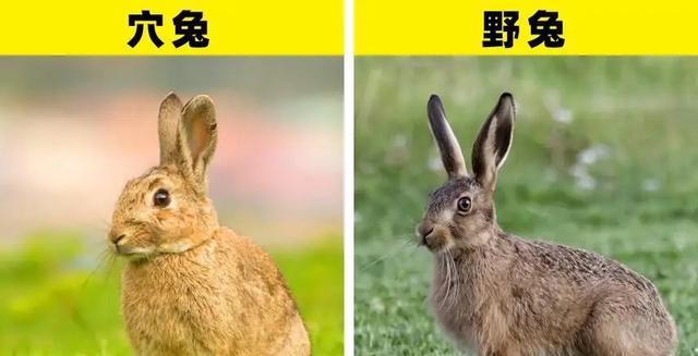 屬兔的人不能養兔子，你知道這是怎么回事嗎