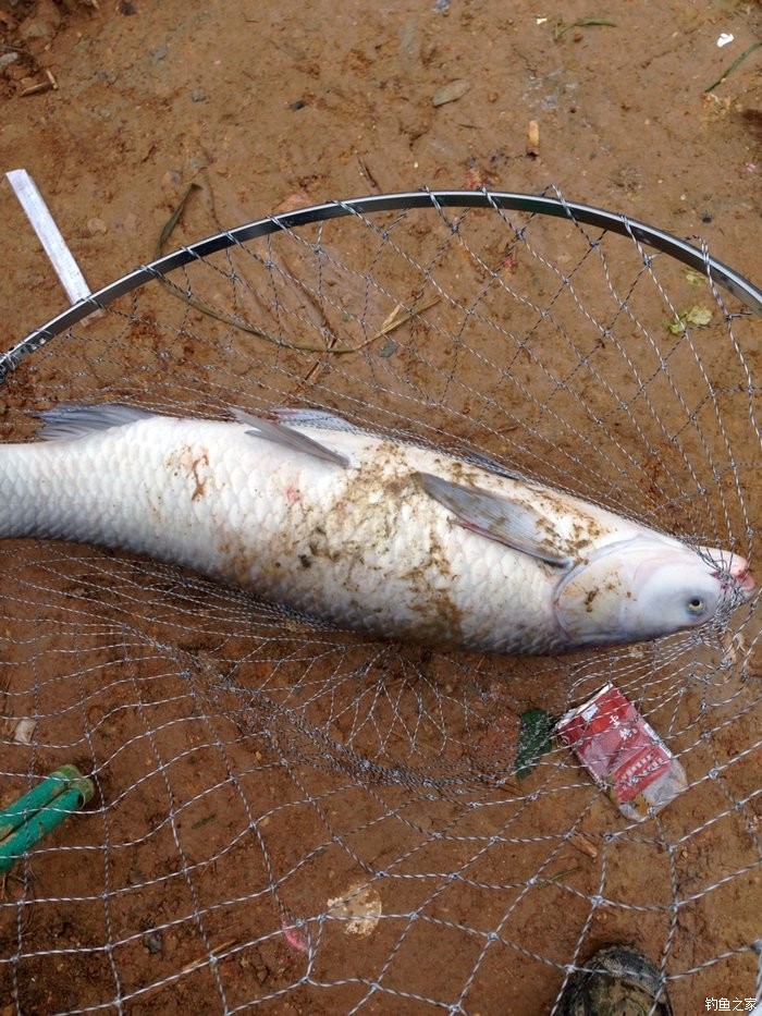 黑坑為什么禁用花生釣青魚_為什么禁用花生釣青魚_花生能不能釣青魚