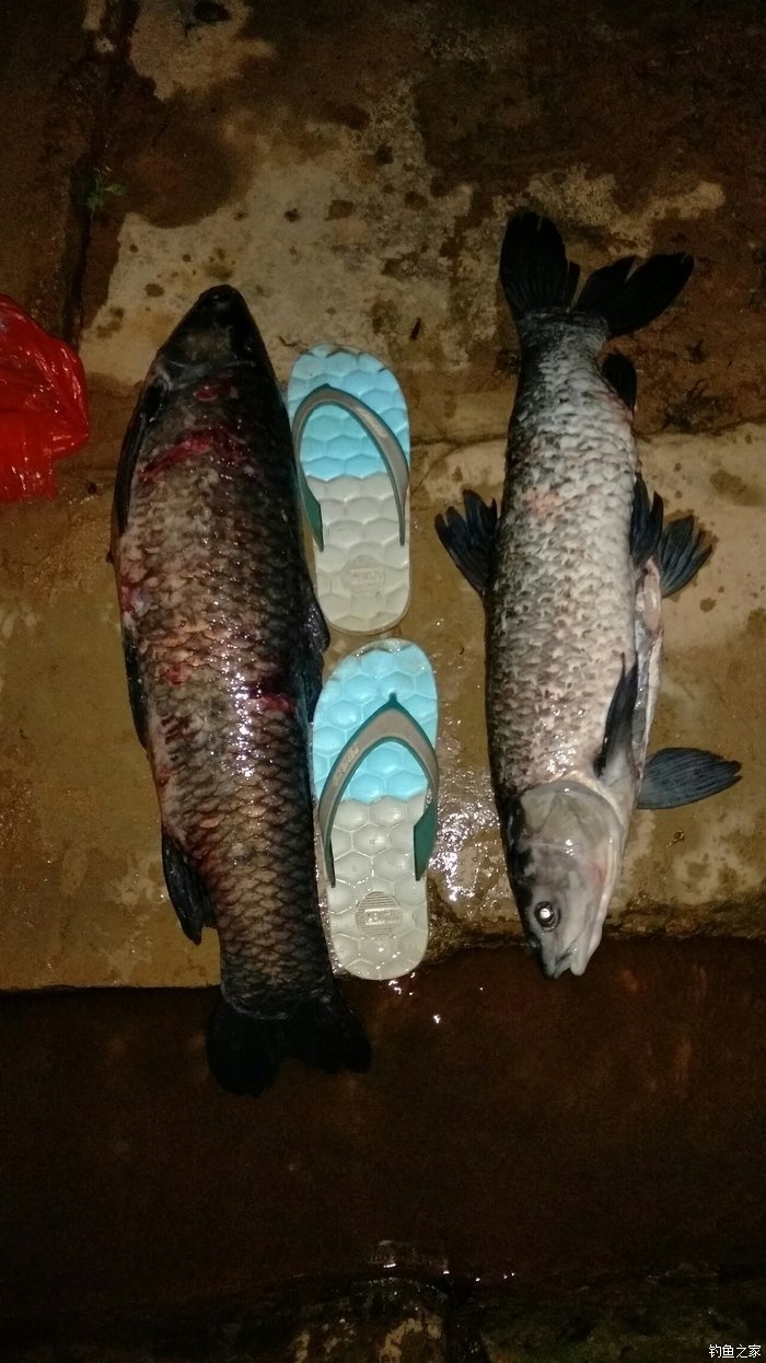 為什么禁用花生釣青魚_花生能不能釣青魚_黑坑為什么禁用花生釣青魚