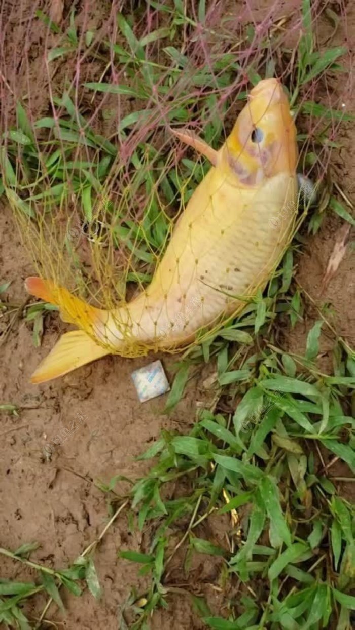 為什么禁用花生釣青魚_黑坑為什么禁用花生釣青魚_花生能不能釣青魚