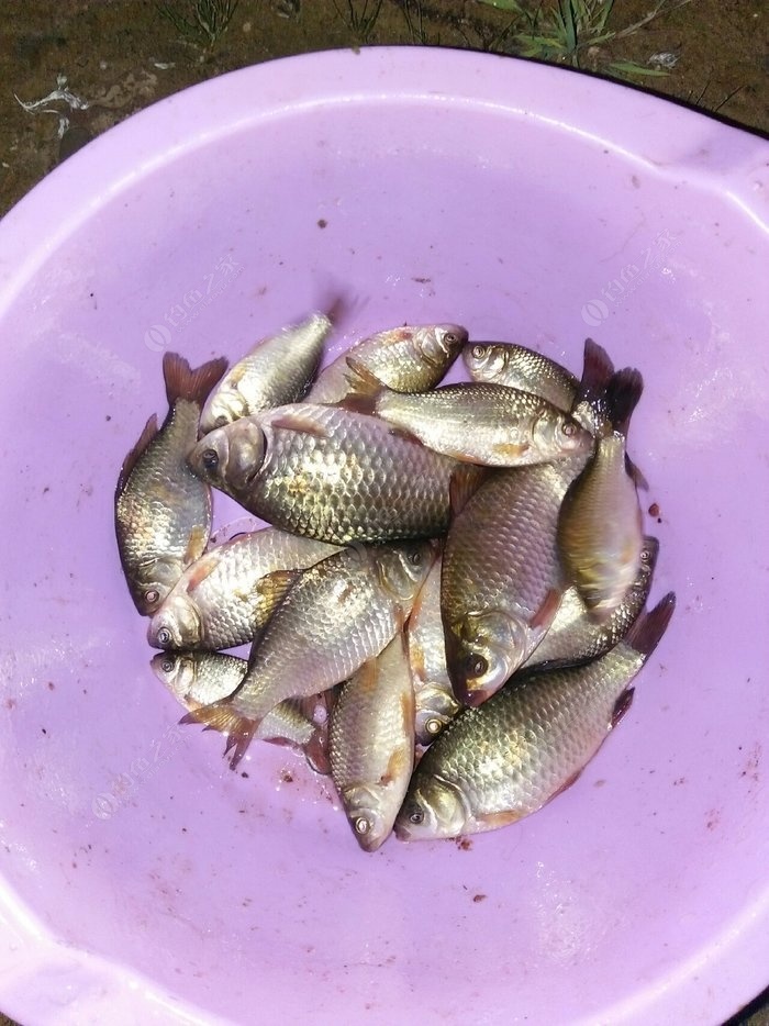 國外釣魚視頻網站_水庫釣大魚視頻國外_水庫釣魚視頻實戰大魚