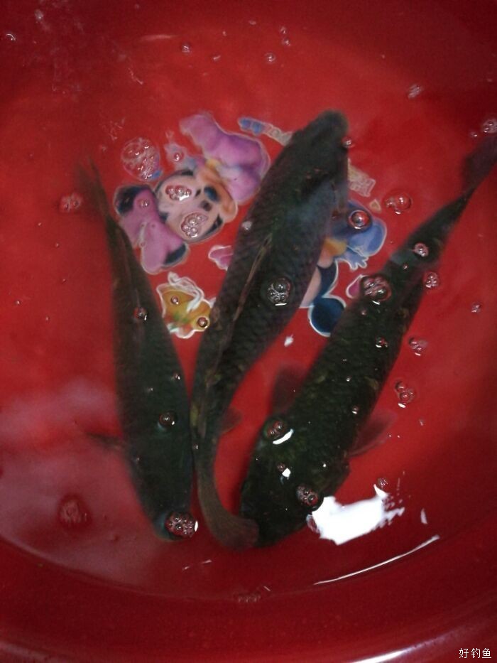 金色鯉魚可以吃嗎_鯉魚金色_金色鯉魚吃可以長大嗎