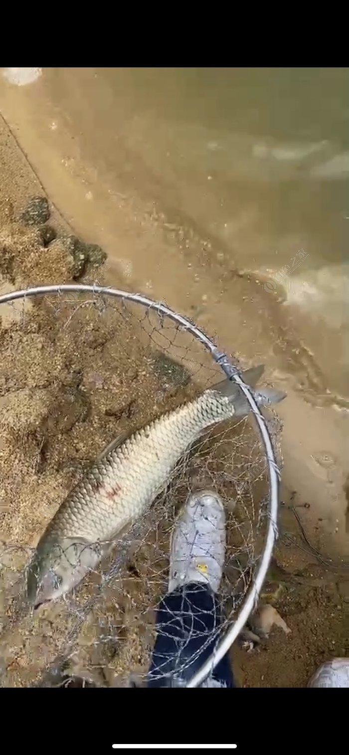 串鉤水庫釣大魚視頻_水庫串鉤釣魚技巧_水庫串鉤怎么用
