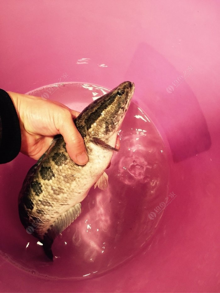 黑坑青魚不開口怎么釣_釣開口青魚黑坑怎么釣_釣開口青魚黑坑好釣嗎