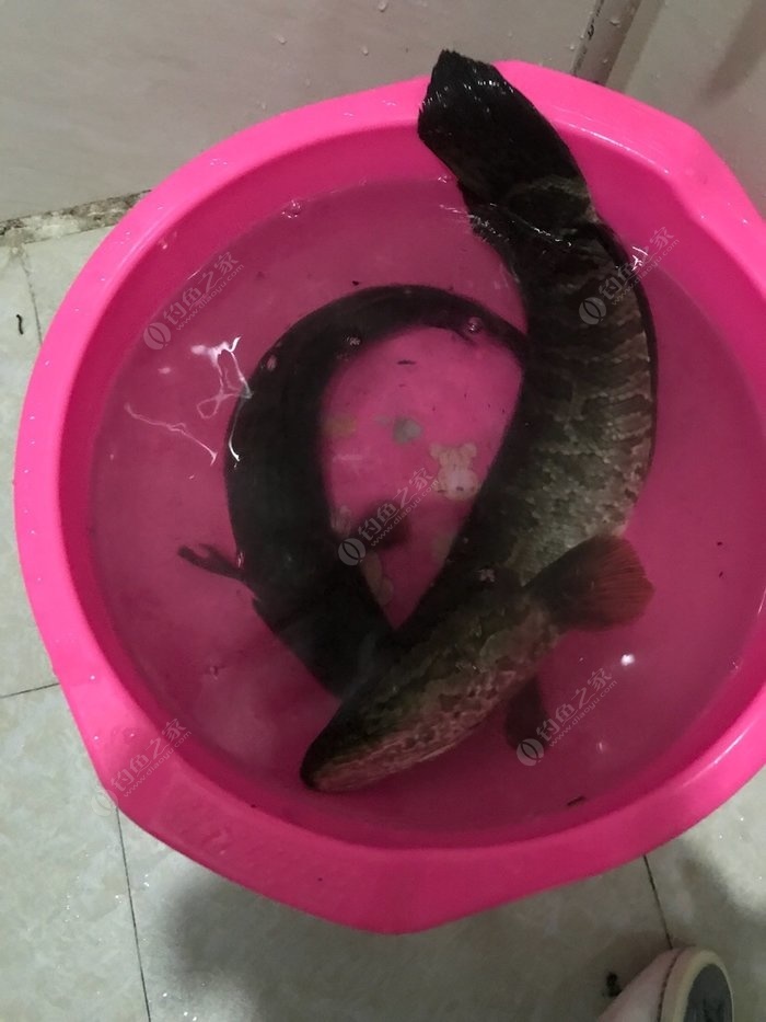 釣開口青魚黑坑好釣嗎_黑坑青魚不開口怎么釣_釣開口青魚黑坑怎么釣