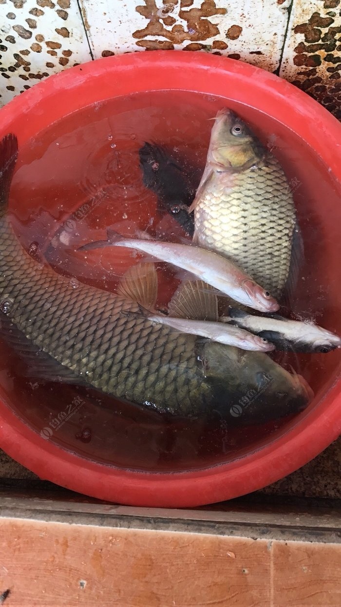 為什么禁用花生釣青魚_花生黑坑釣青魚為什么不讓用_黑坑為什么禁用花生釣青魚