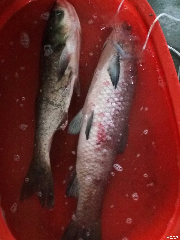 為什么禁用花生釣青魚_黑坑為什么禁用花生釣青魚_花生黑坑釣青魚為什么不讓用
