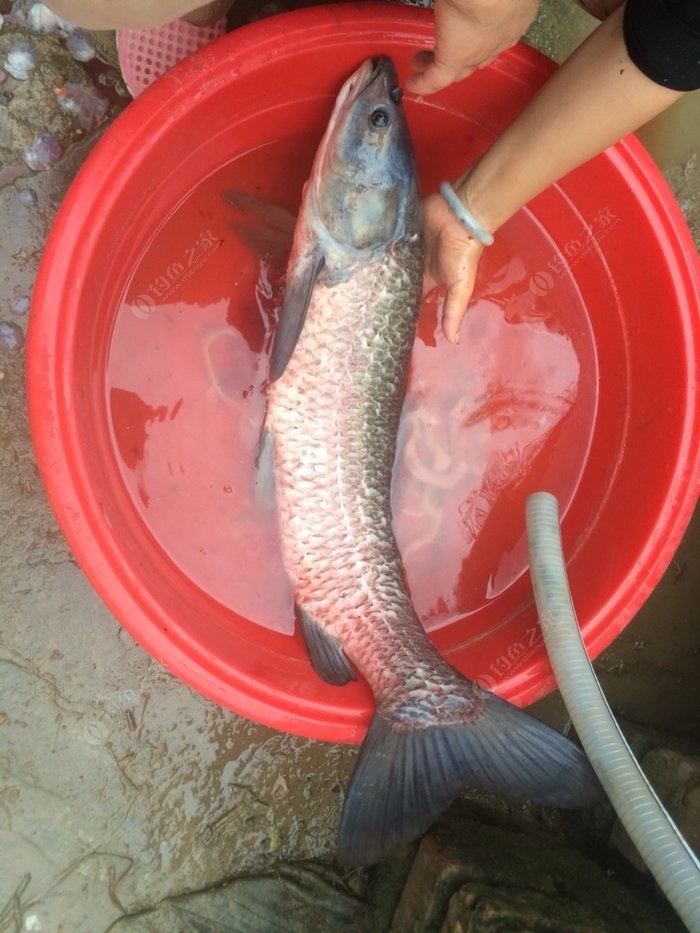 黑坑為什么禁用花生釣青魚_花生黑坑釣青魚為什么不讓用_為什么禁用花生釣青魚