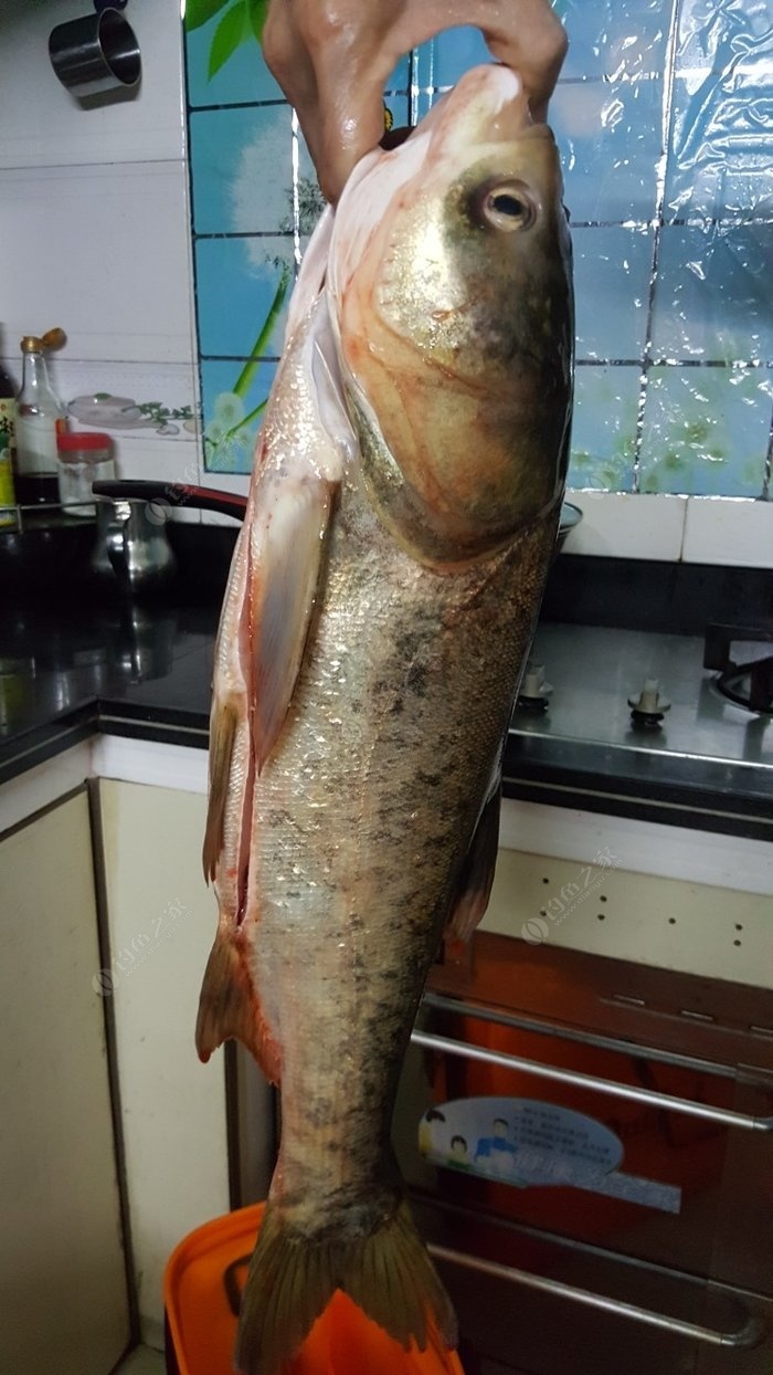 東北水庫釣大魚視頻_東北釣魚視頻野釣實戰大魚_東北釣魚視頻大全高清
