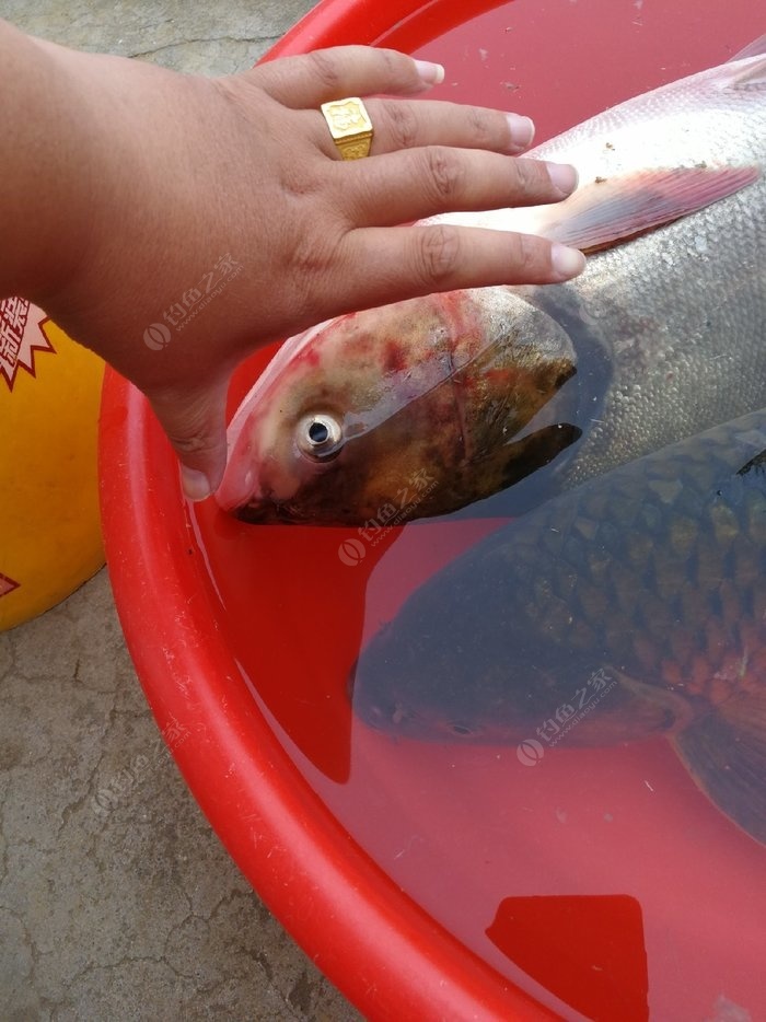深海釣魚視頻高清_深海釣魚視頻直播_深海釣大魚視頻