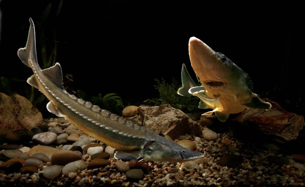 上海釣魚去處_上海免費釣魚地點_上海釣魚免費好地方