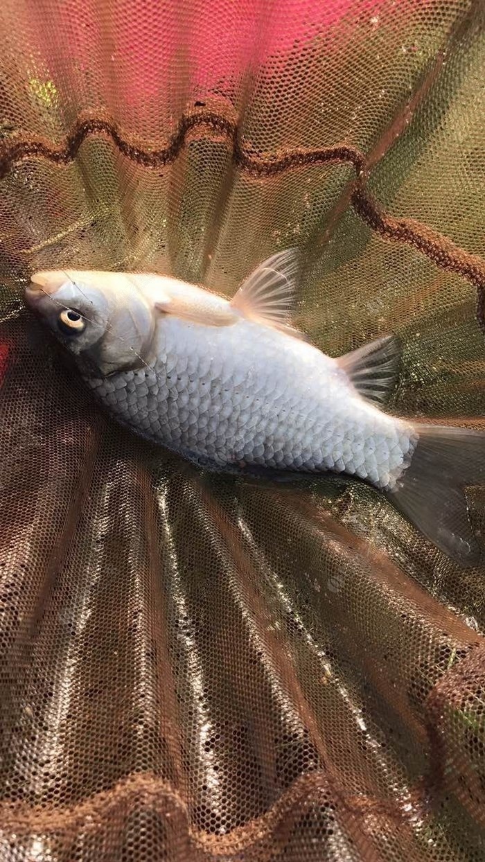 水庫釣大魚視頻100斤以上_水庫釣魚小視頻_釣水庫魚的視頻大全