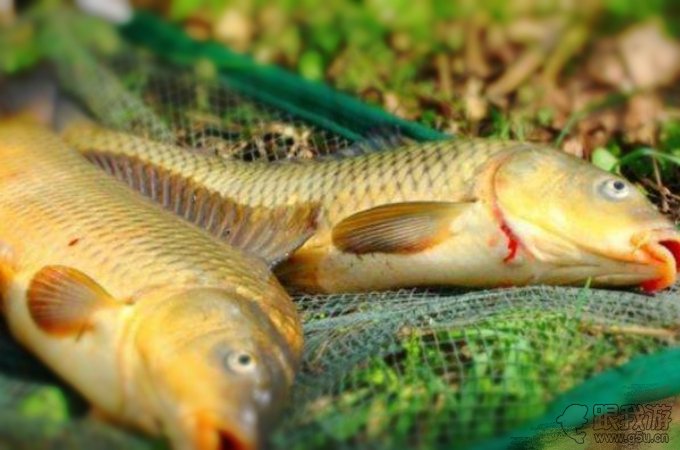 水庫釣魚小視頻_釣水庫魚的視頻大全_水庫釣大魚視頻100斤以上