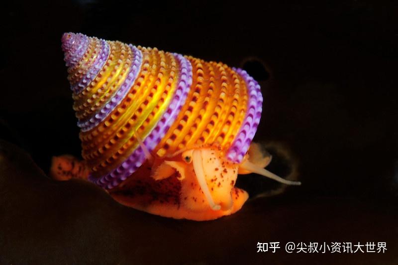 螺鯉釣鯉魚的最佳配方_釣鯉魚螺鯉怎么搭配_釣魚螺鯉怎么配餌料