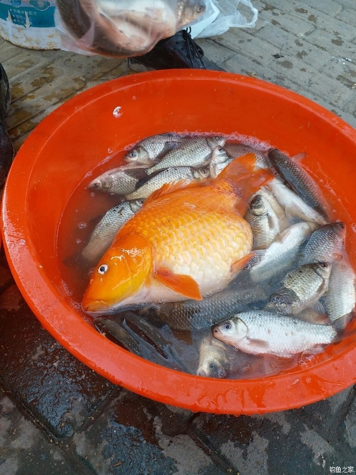 銅陵釣場大全_銅陵釣魚網_銅陵釣魚天氣精準確預報