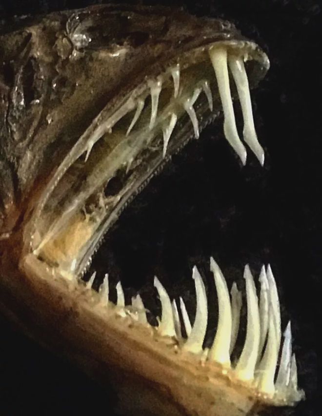 食人魚被中國人吃_中國有食人魚嗎_中國食人魚吃人真實案例