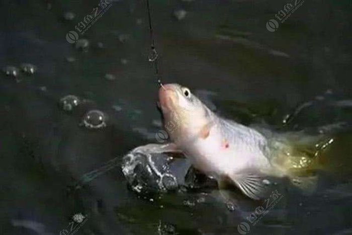 秋冬如何釣鯽魚_秋冬夜釣鯽魚技巧_秋冬季釣鯽魚怎么調漂