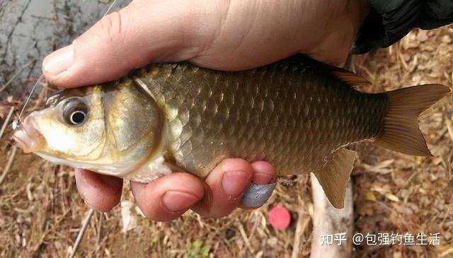 馬口尼龍線_尼龍線的號數是根據什么劃分的_1號大力馬線相當幾號尼龍線