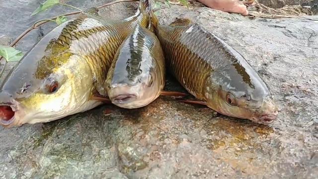 中魚率高的錨魚法_中魚率高的錨魚法_中魚率高的錨魚法