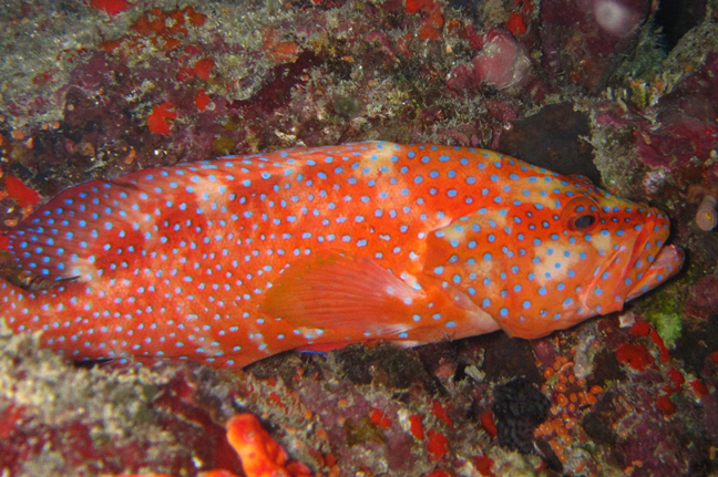 松江鱸魚還是保護魚類嗎_松江鱸魚是什么魚_松江鱸魚貴嗎