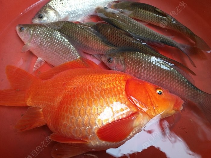 夏季鯽魚怎么釣好釣_夏季鯽魚怎么釣釣鯽魚技巧_夏季野釣鯽魚技巧