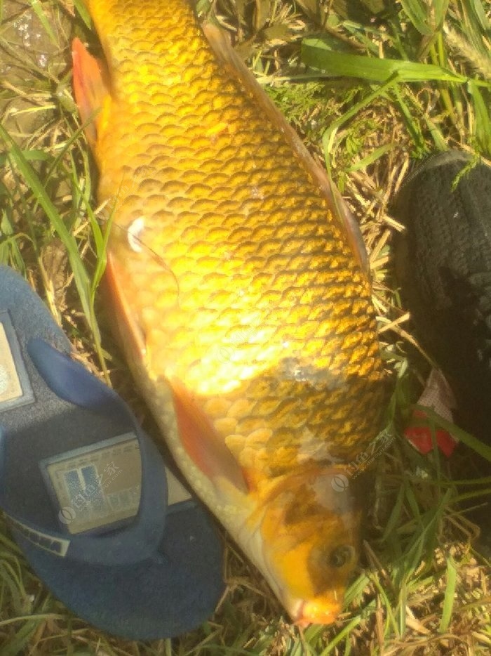 夏季鯽魚怎么釣好釣_夏季鯽魚怎么釣釣鯽魚技巧_夏季野釣鯽魚技巧