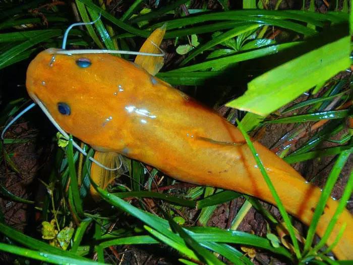 魚筍殼魚_筍殼魚是什么魚_筍殼魚