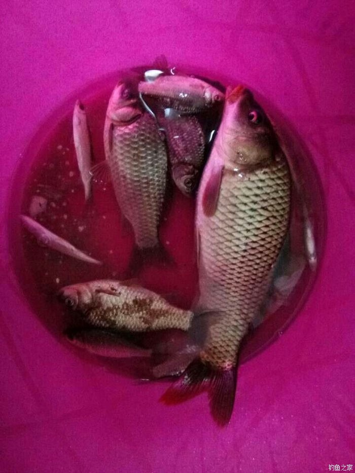 重慶釣魚網今日新貼_重慶釣魚網_重慶釣魚網app