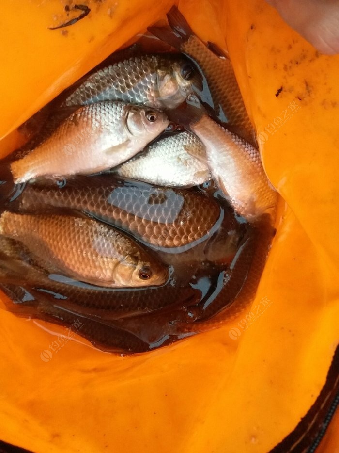 夏季野釣鯽魚技巧_夏季鯽魚技巧野釣視頻教程_夏季鯽魚技巧野釣圖解