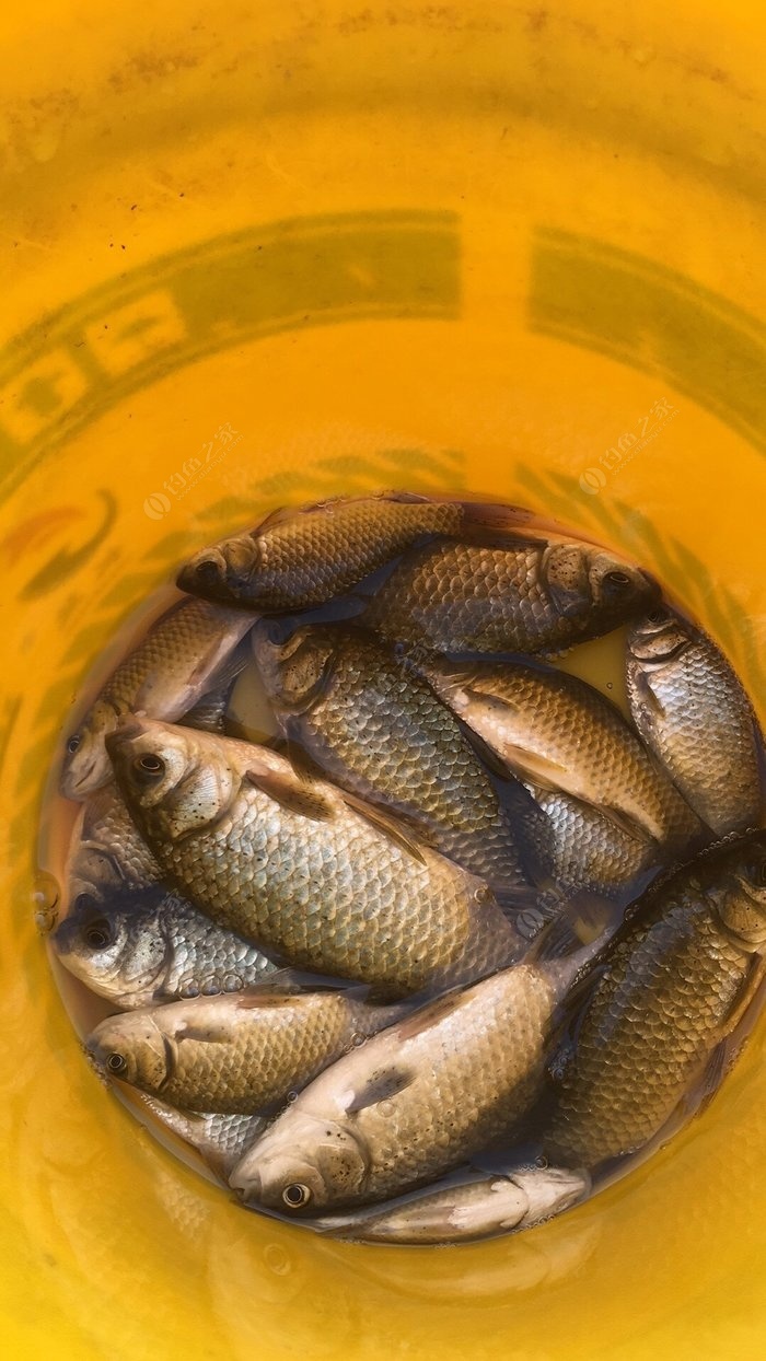 夏季鯽魚技巧野釣視頻教程_夏季鯽魚技巧野釣圖解_夏季野釣鯽魚技巧