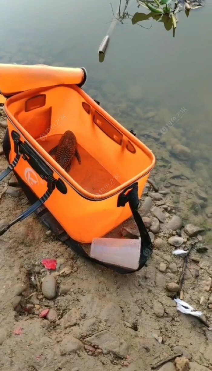 馬鯛魚是淡水魚嗎_馬鯛魚是什么魚_馬鯛魚兇不兇