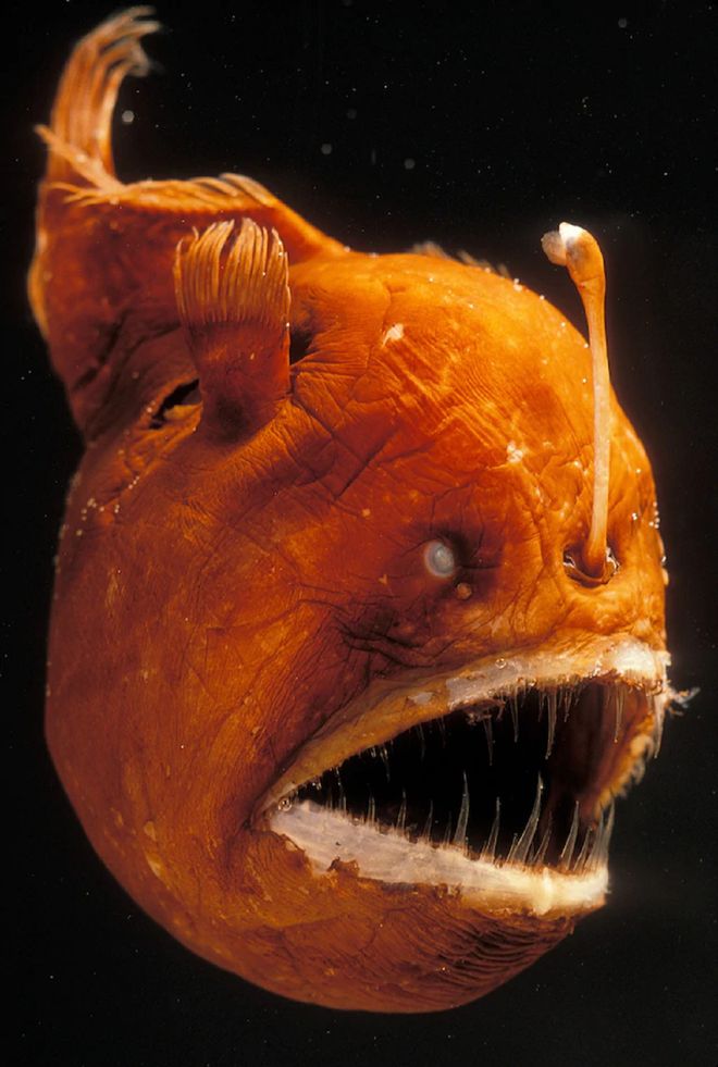 釣魚深海模擬器破解版_深海釣魚模擬中文版_深海釣魚模擬