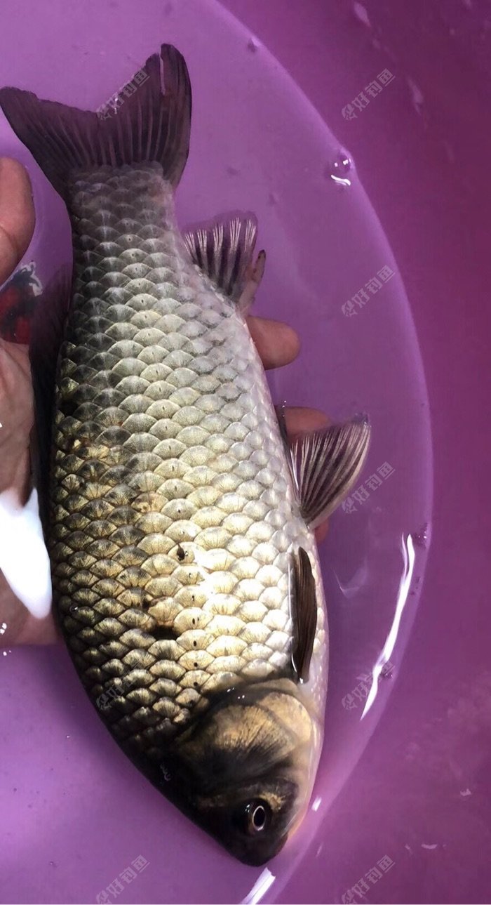 游海釣魚模擬機_深海釣魚模擬_釣魚深海模擬器破解版