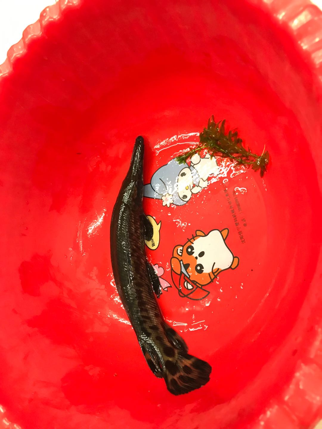 動物是恒河鱷魚嗎_恒河鱷是什么動物_恒河鱷是什么