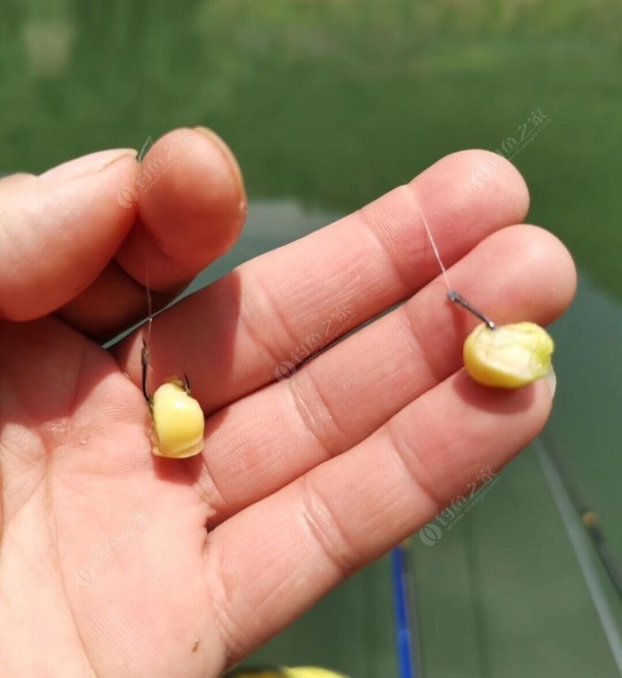 草魚餌料配方自制玉米粒_自制玉米粒魚餌配方大全野釣_自制玉米釣草魚