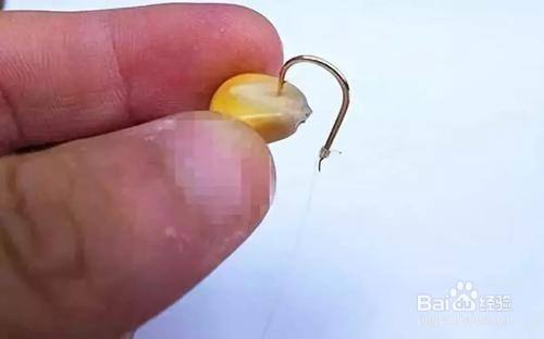 自制玉米釣草魚_自制玉米粒魚餌配方大全野釣_草魚餌料配方自制玉米粒