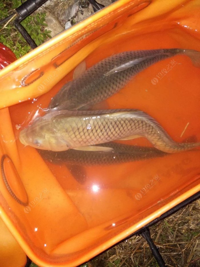 秋冬野釣鯽魚_秋冬釣鯽魚技巧視頻_秋冬夜釣鯽魚技巧