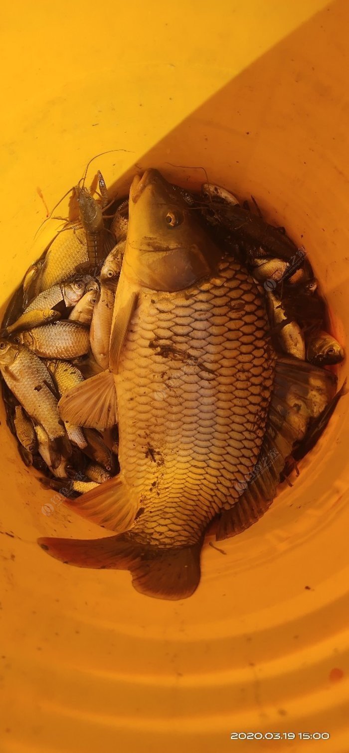秋冬釣鯽魚技巧視頻_秋冬夜釣鯽魚技巧_秋冬野釣鯽魚