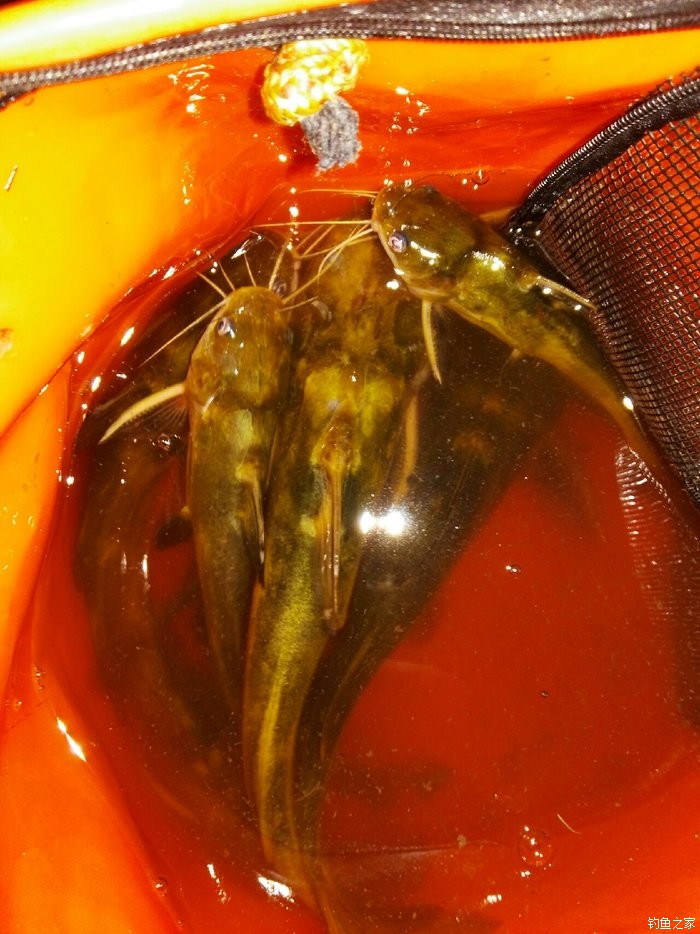 2.5主線能釣多大的魚_多大主線釣多大魚_釣魚主線多少米