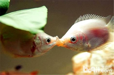 馬尾斗魚魚食_馬尾斗魚什么魚_馬尾斗魚魚鰭開裂