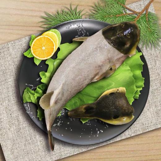 梭子魚的梭子是什么意思_梭子魚是魚類嗎_梭子魚是什么魚