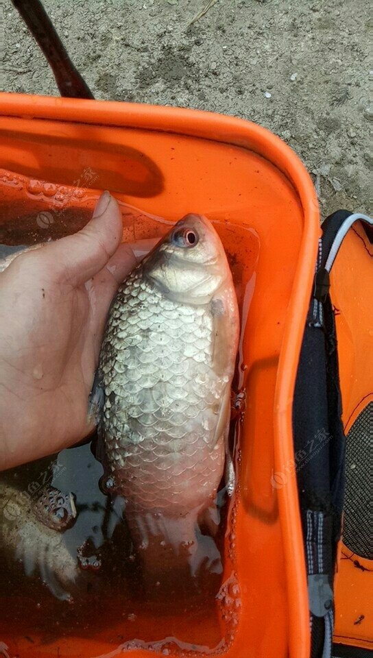 鯉魚為什么不進網_鯉魚斷水能活多久_鯉魚網停更了嗎